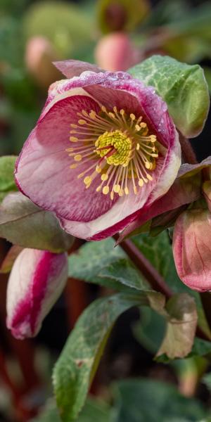 Helleborus (Rodney Davey Marbled Group) Glenda's Gloss ('Epb 25'PBR) (Frostkiss Series)