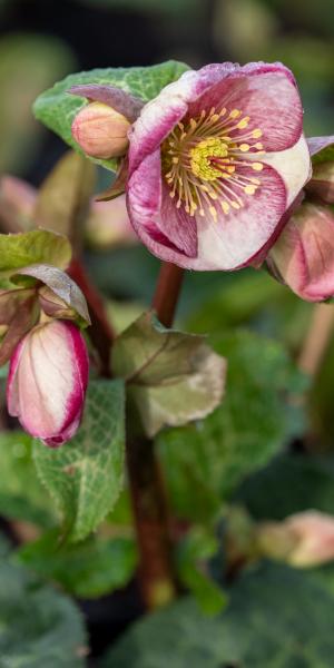 Helleborus (Rodney Davey Marbled Group) Glenda's Gloss ('Epb 25'PBR) (Frostkiss Series)