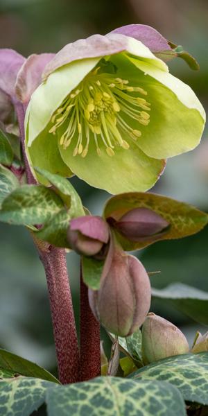 Helleborus (Rodney Davey Marbled Group) Illumi Lime ('Epb 24'PBR) (Frostkiss Series)