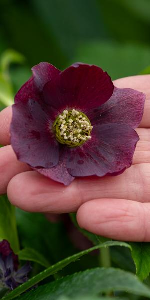 Helleborus x hybridus ViV Halina (ViV Series)