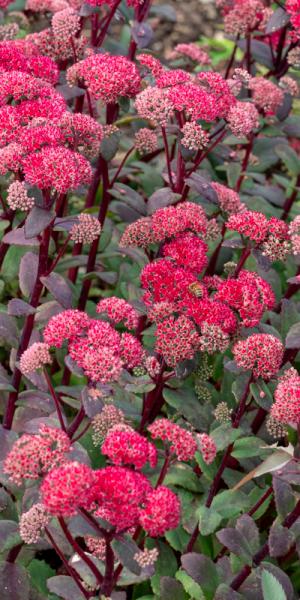 Hylotelephium 'Red Cauli'