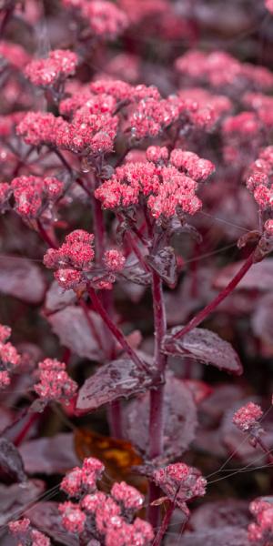 Hylotelephium spectabile 'Black Beauty'