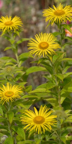 Inula hookeri