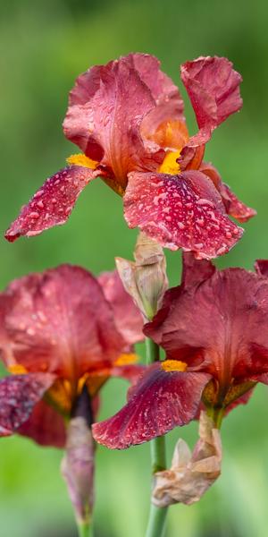 Iris 'Quechee'
