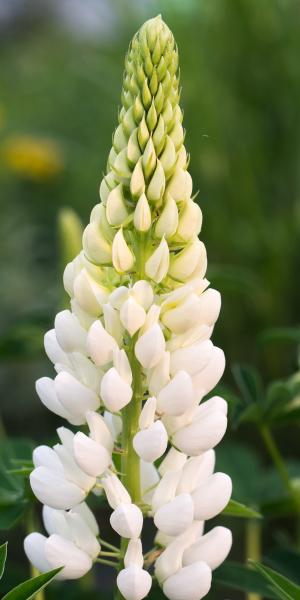 LUPINUS 'Noble Maiden' (Band of Nobles Series)
