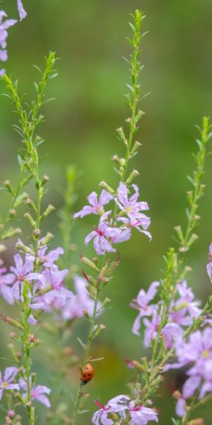 Lythrum salicaria 'Lilac Swirl'