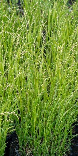 Melica uniflora f. albida