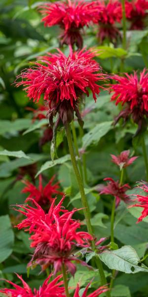 Monarda 'Cambridge Scarlet'