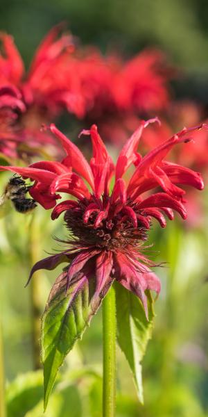 Monarda 'Gardenview Scarlet'