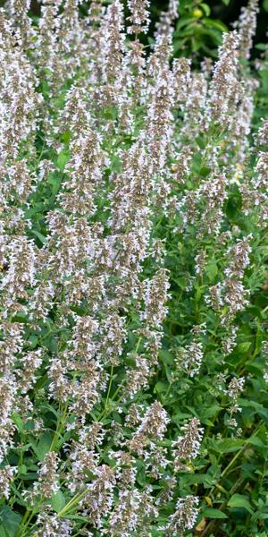 Nepeta grandiflora 'Dawn to Dusk'