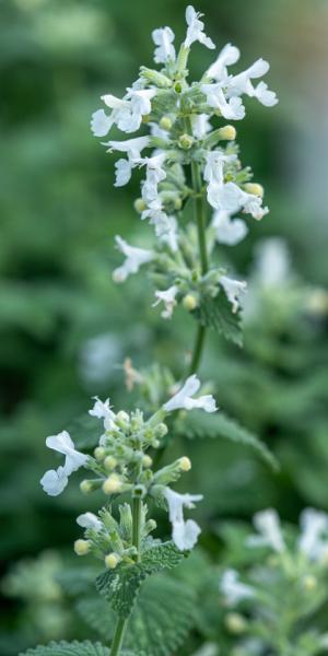 Nepeta racemosa 'Snowflake'