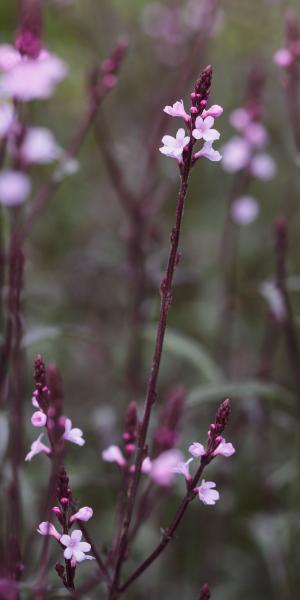 VERBENA officinalis var. grandiflora 'Bampton'