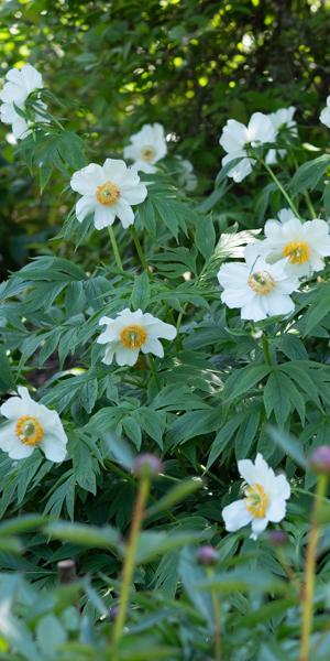 Paeonia emodi