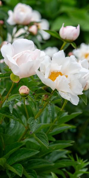Paeonia 'Krinkled White'
