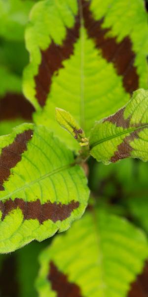 Persicaria virginiana var. filiformis