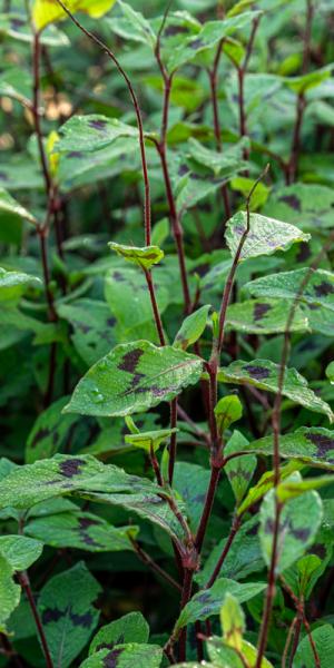 Persicaria virginiana var. filiformis