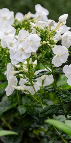 PHLOX paniculata 'Danielle'