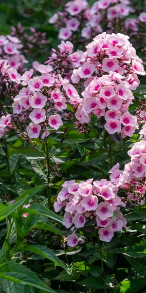 PHLOX paniculata 'Bright Eyes'