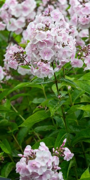 Phlox paniculata 'Monica Lynden-Bell'