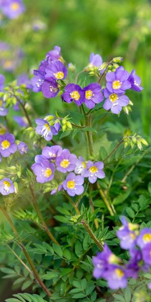 Polemonium 'Lambrook Mauve'
