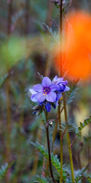 Polemonium yezoense var. hidakanum Bressingham Purple