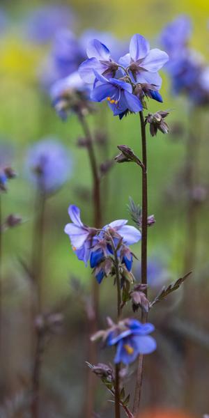 Polemonium yezoense var. hidakanum Bressingham Purple