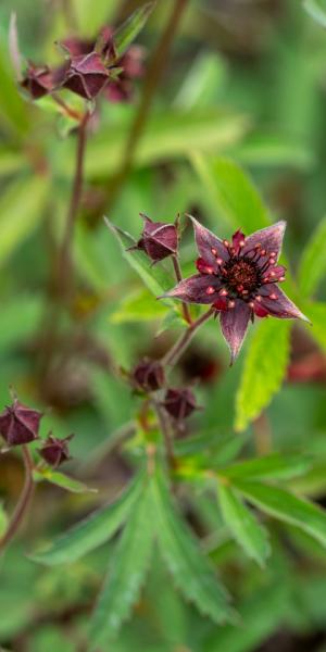 Potentilla palustris