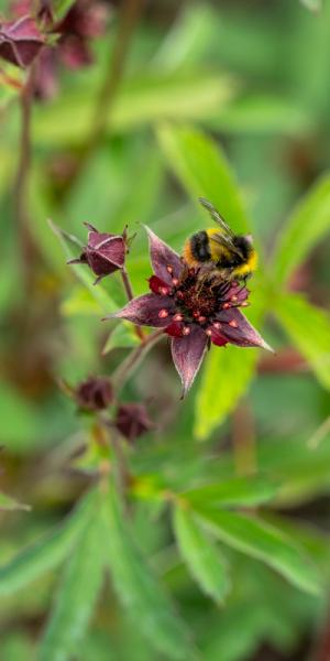 Potentilla palustris and bee