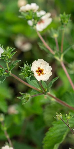 Potentilla 'Vogue'