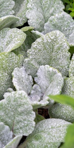Salvia argentea