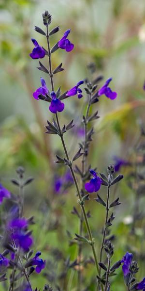 Salvia coahuilensis