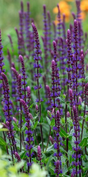 Salvia 'Caradonna'