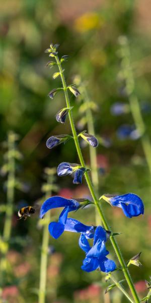 Salvia patens 'Guanajuato'