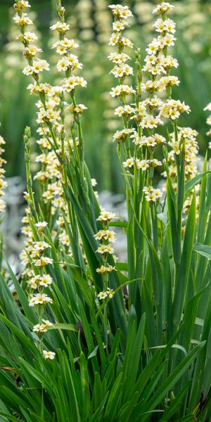 Sisyrinchium striatum
