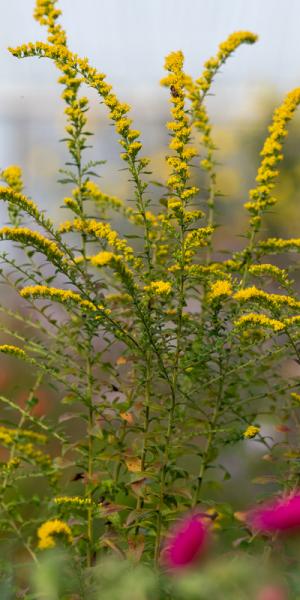 Solidago rugosa 'Fireworks'