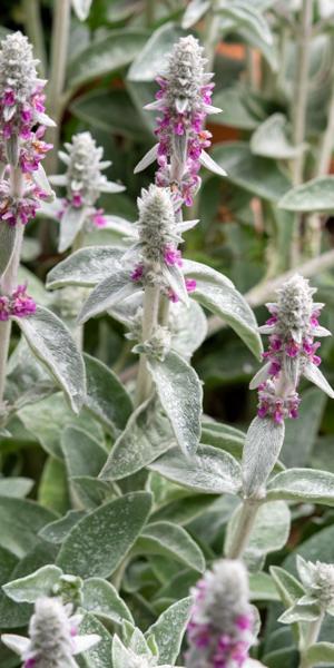 Stachys byzantina