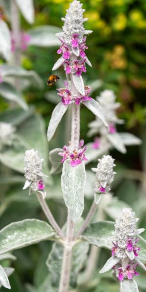 Stachys byzantina