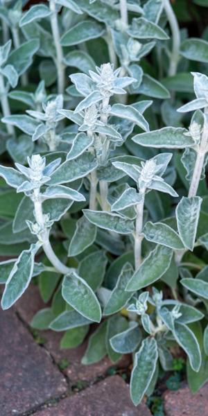 Stachys byzantina
