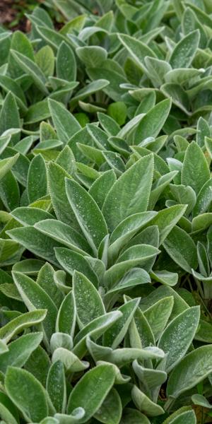 Stachys byzantina 'Big Ears'