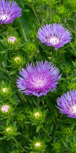 Stokesia laevis 'Mel's'