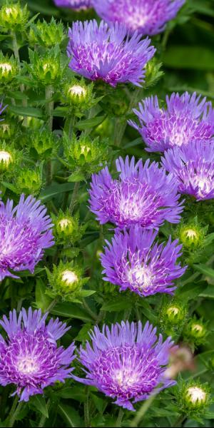 Stokesia laevis 'Mel's'