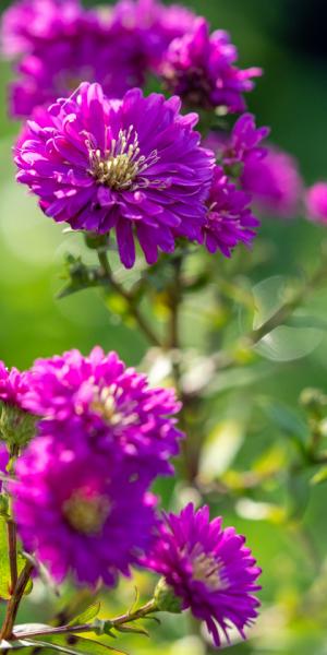 Symphyotrichum novi-belgii 'Sophia'