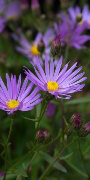 Symphyotrichum turbinellum 'Leaflet'