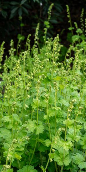 Tellima grandiflora