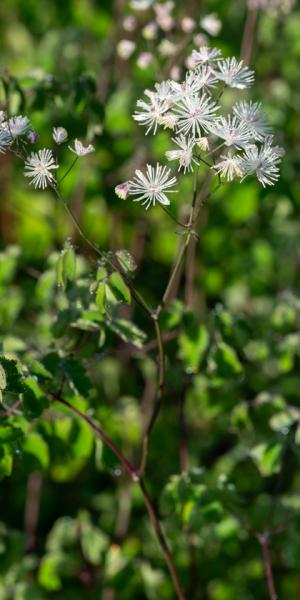 Thalictrum aquilegiifolium 'White Cloud'