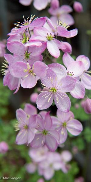 Thalictrum 'Chantilly Lace'