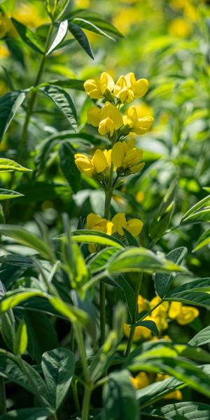 Thermopsis lanceolata