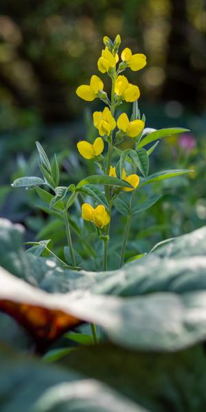 Thermopsis lanceolata