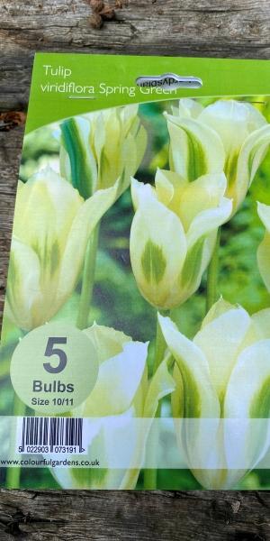 Tulipa 'Spring Green'
