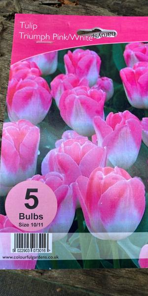 Tulipa Triumph Pink/White
